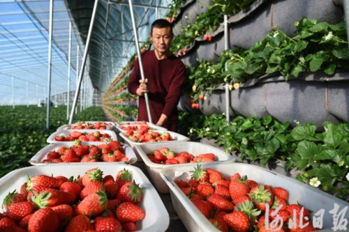 秦皇島 筑就京津優(yōu)質(zhì)農(nóng)產(chǎn)品“后花園”