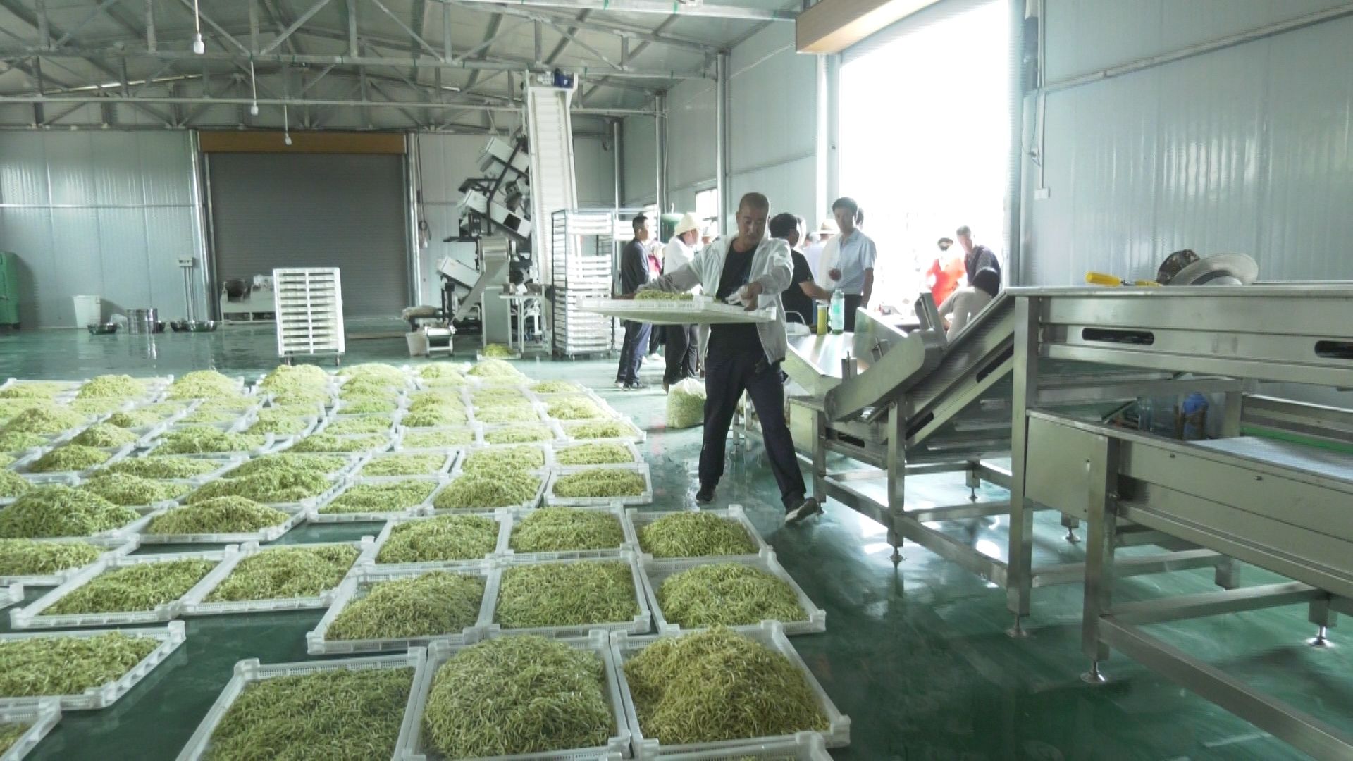 金銀花開黃土塬 津甘共譜振興曲——東西協作助力初級農產品產業化升級之路